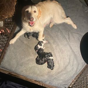 Meet your Posher, Austin